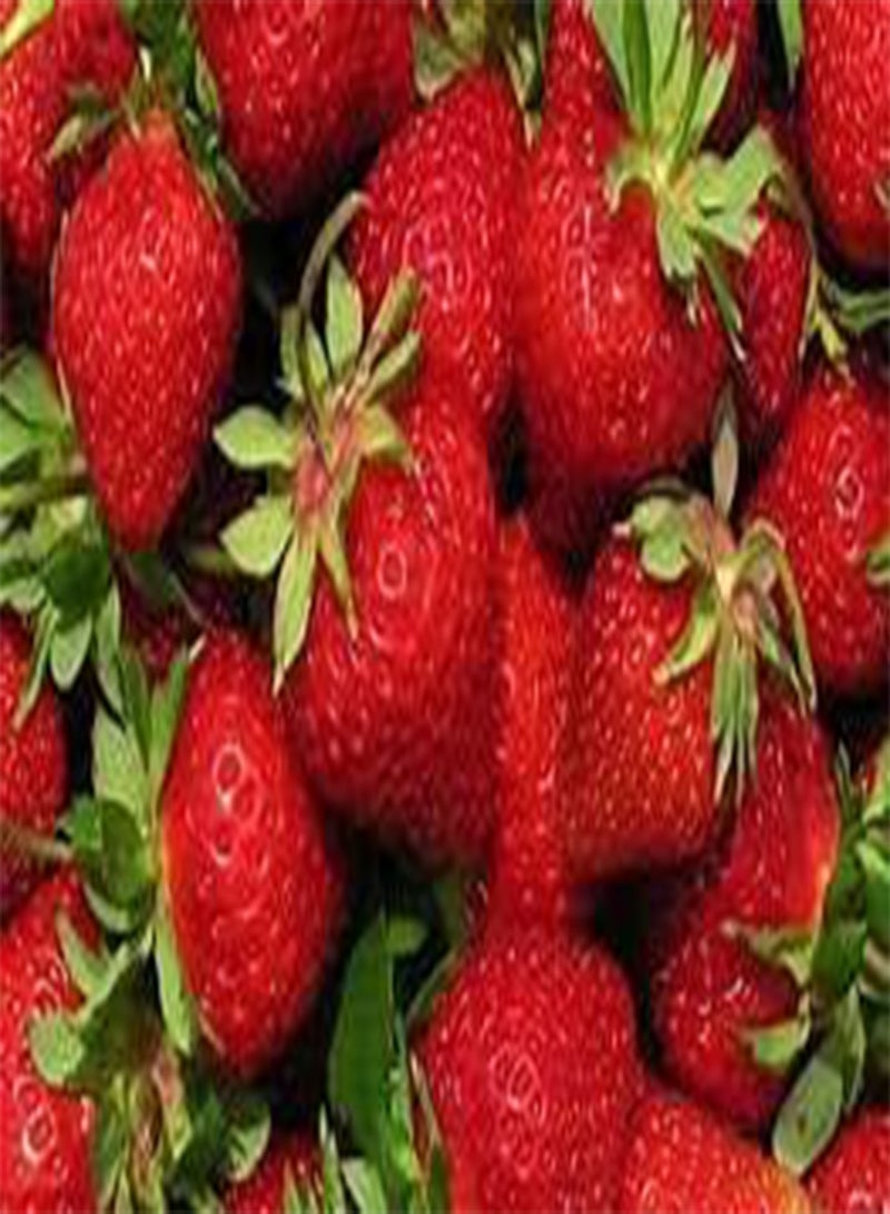 GGOOT 50 Japanese Hokowase Strawberry Fruit Seeds - Image 3