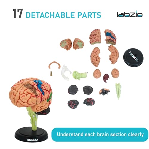 LABZIO - 4D Human Brain Model, Mini (10 cm Tall), Dissects Into 17 Parts, A Perfect Learning for Anatomy of Brain, A Fun Learning Model for Kids and Students - Image 3