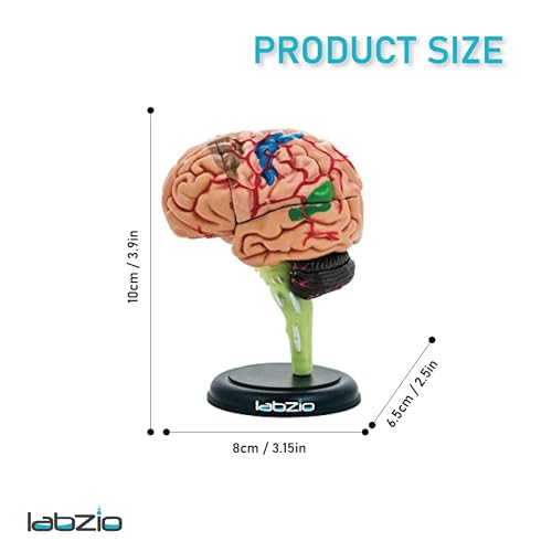 LABZIO - 4D Human Brain Model, Mini (10 cm Tall), Dissects Into 17 Parts, A Perfect Learning for Anatomy of Brain, A Fun Learning Model for Kids and Students - Image 4
