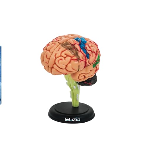 LABZIO - 4D Human Brain Model, Mini (10 cm Tall), Dissects Into 17 Parts, A Perfect Learning for Anatomy of Brain, A Fun Learning Model for Kids and Students - Image 1