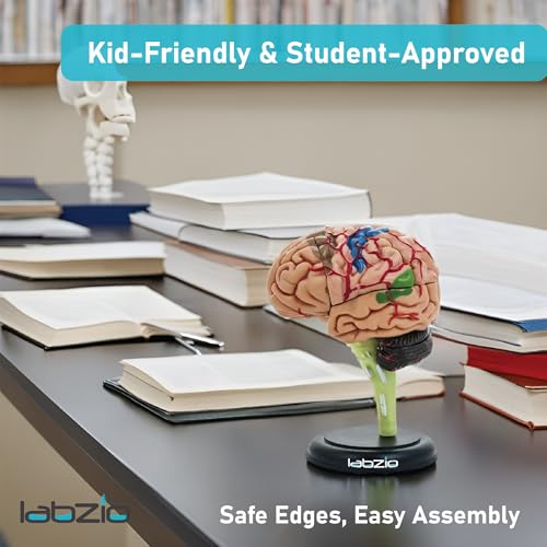 LABZIO - 4D Human Brain Model, Mini (10 cm Tall), Dissects Into 17 Parts, A Perfect Learning for Anatomy of Brain, A Fun Learning Model for Kids and Students - Image 5