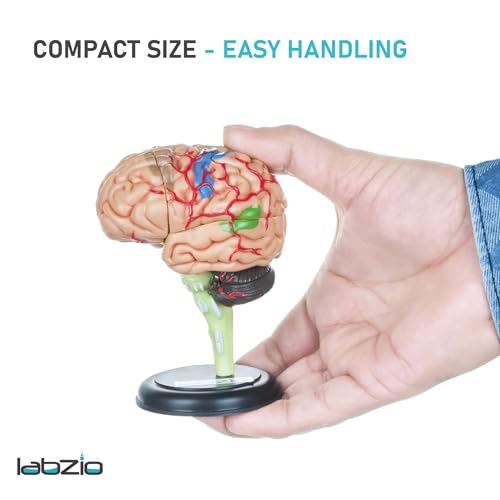 LABZIO - 4D Human Brain Model, Mini (10 cm Tall), Dissects Into 17 Parts, A Perfect Learning for Anatomy of Brain, A Fun Learning Model for Kids and Students - Image 2