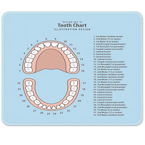 Emvency Mouse Pads Pink Education Tooth Chart Number Infographic Blue Dental Human Anatomy Mousepad 9.5" x 7.9" for Laptop, Desktop Computers Accessories Mini Office Supplies Mouse Mats - Image 1