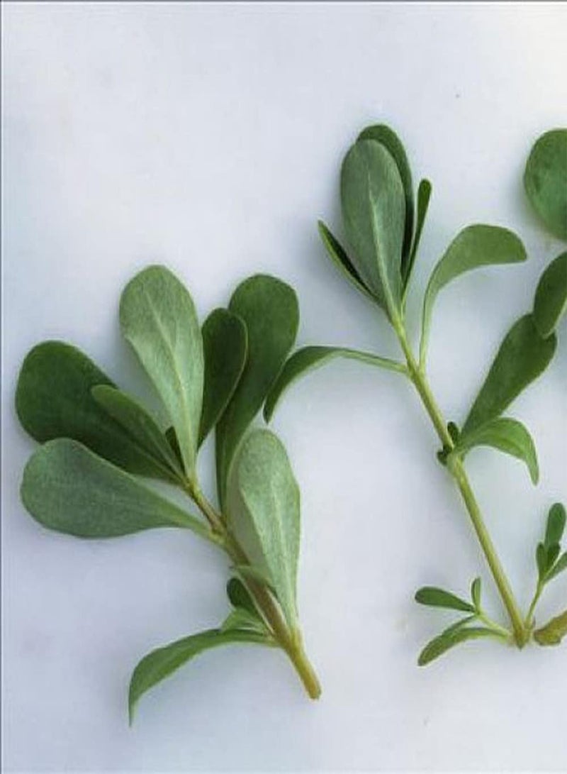 GGOOT 200Pcs Portulaca Oleracea Seeds Greenhouse Ornamental Herb Planted in The Garden Farm Gardening Landscape Decoration - Image 2