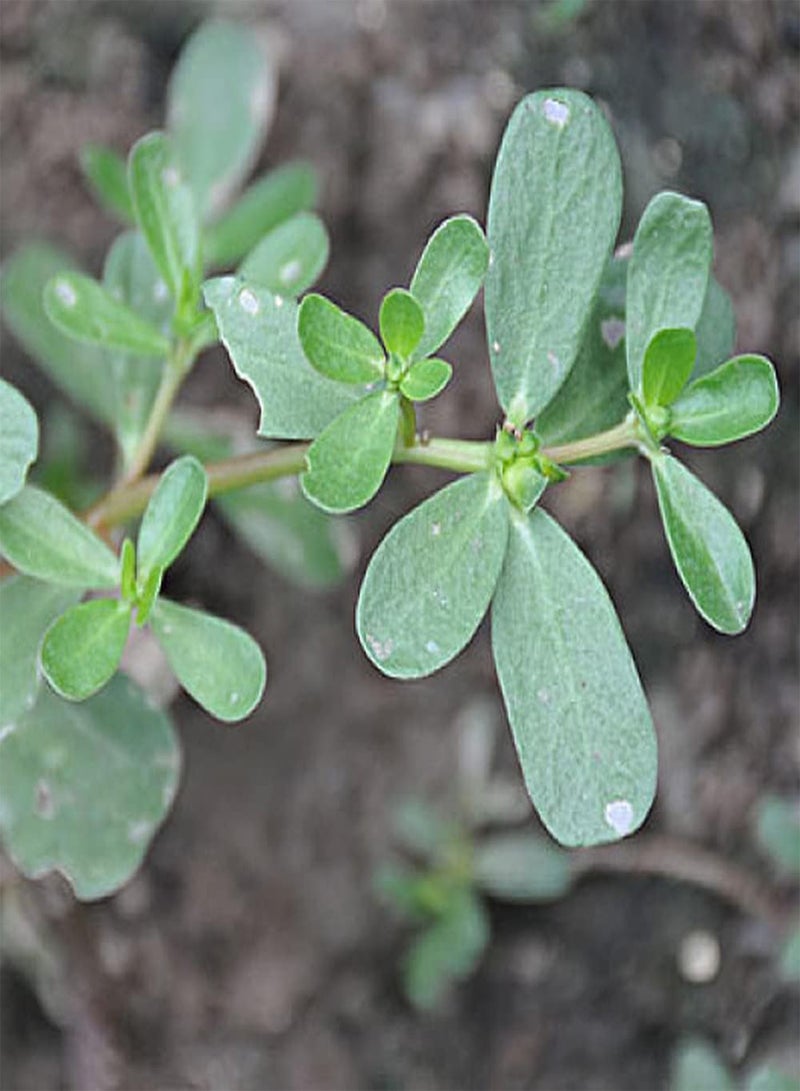 GGOOT 200Pcs Portulaca Oleracea Seeds Greenhouse Ornamental Herb Planted in The Garden Farm Gardening Landscape Decoration - Image 1