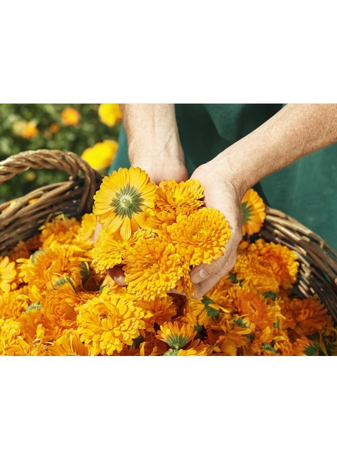 Weleda كريم كاليندولا للاستحمام للأطفال، 6.8 أونصة سائلة - Image 5