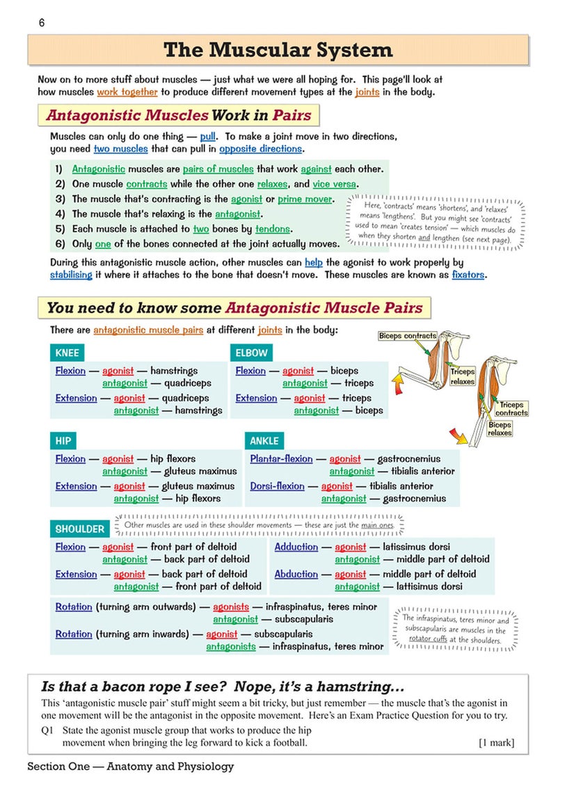null - GCSE Physical Education Revision Guide - Image 1