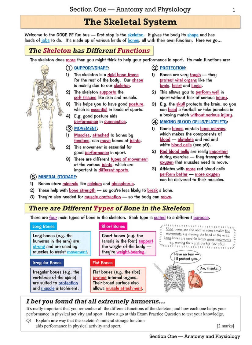 null - GCSE Physical Education Revision Guide - Image 1