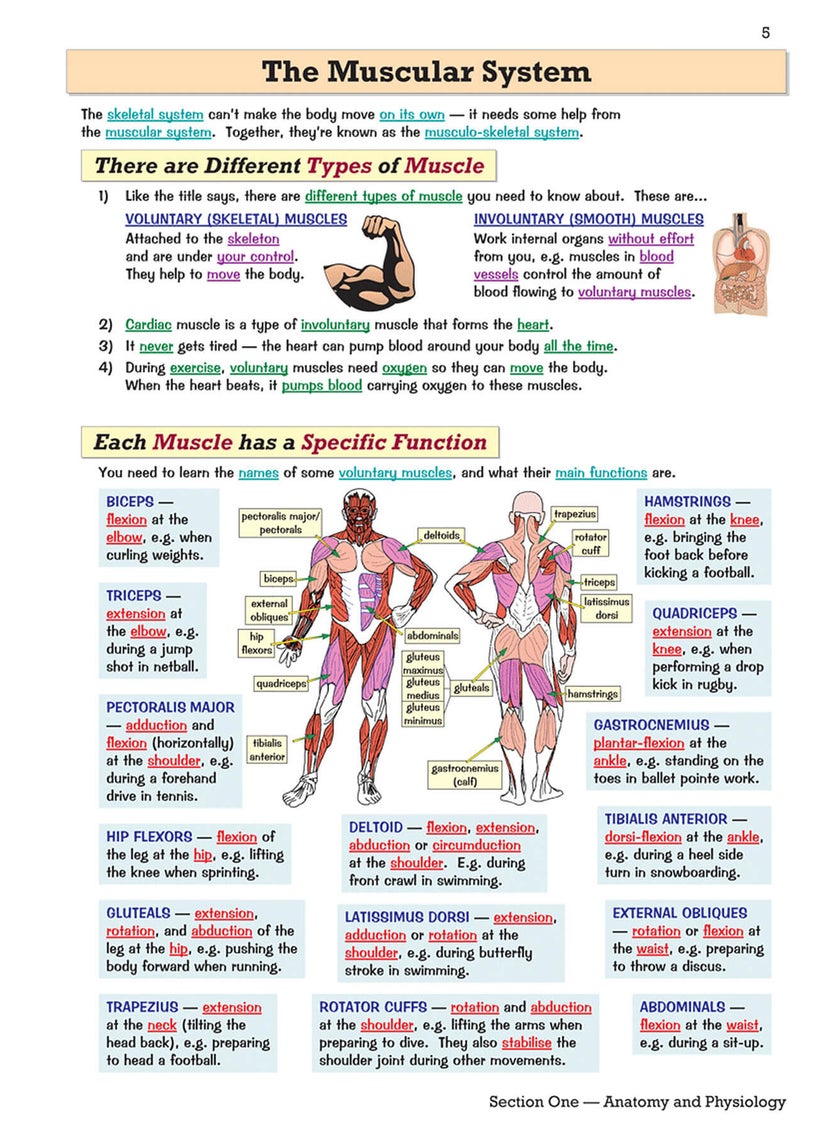 null - GCSE Physical Education Revision Guide - Image 1