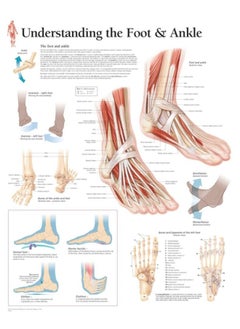 Understanding the Foot & Ankle Paper Poster 