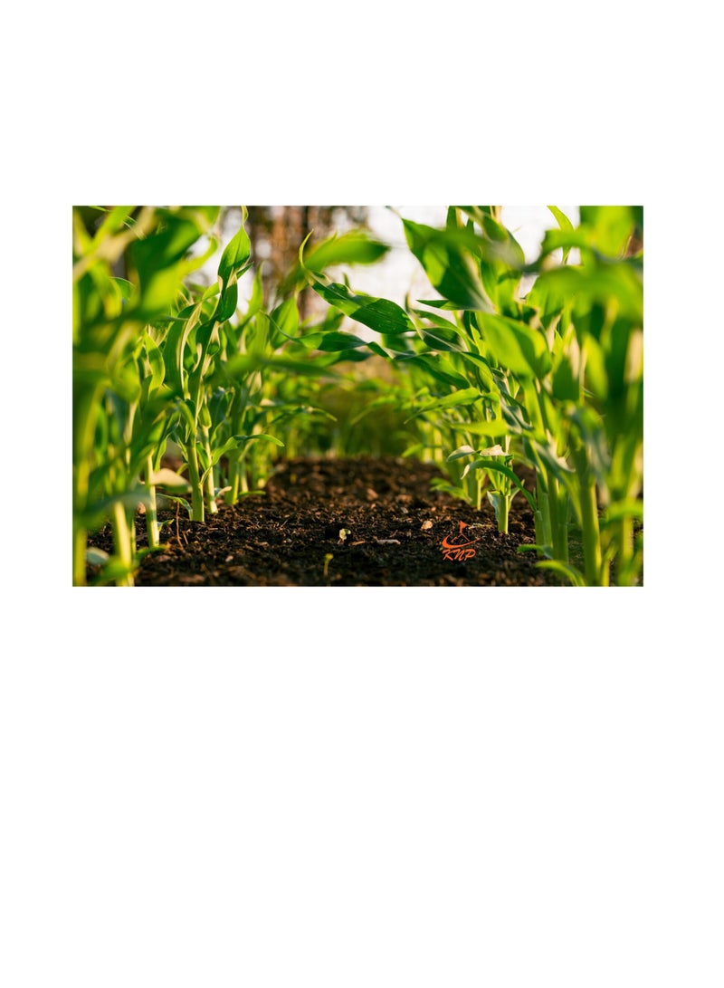 KNP Gulf Agro Fish Fertilizer NPK 9+6+3+TE 1Ltr - Image 3