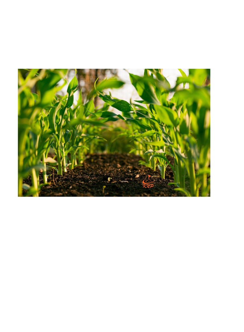 KNP Gulf Agro Fish Fertilizer NPK 9+6+3+TE 1Ltr - Image 2