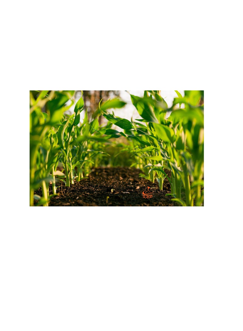 KNP Gulf Agro Fish Fertilizer NPK 9+6+3+TE 1Ltr - Image 1