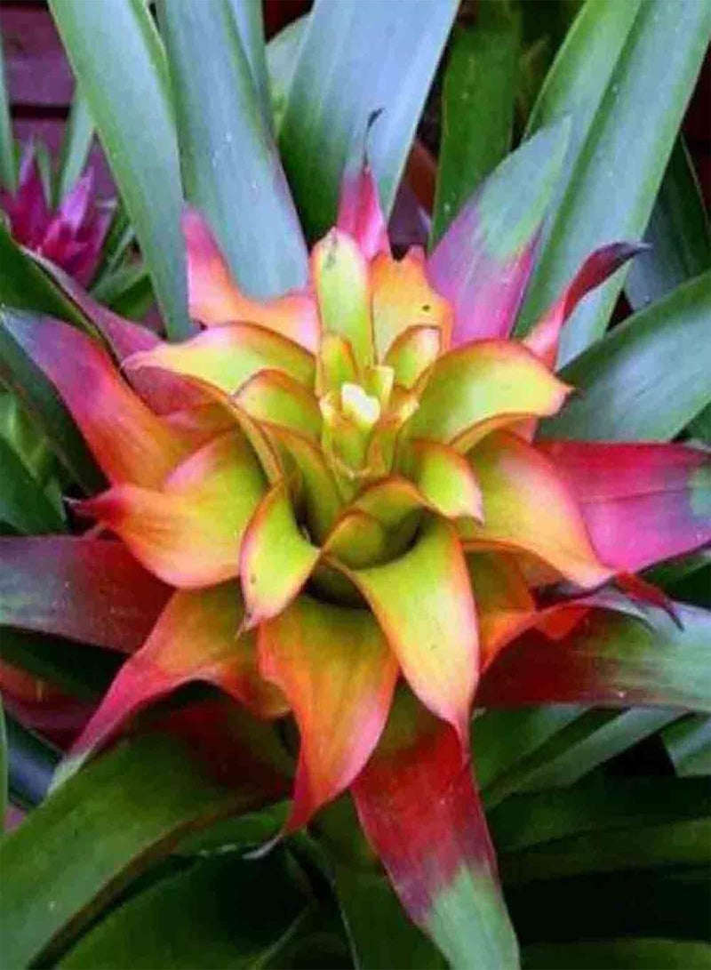 GGOOT 100Pcs Home Garden Planting Tillandsia Seeds Easy Growing Assorted Colors Peculiar Air Plant Seeds for Yard Yellow Green 1size - Image 5