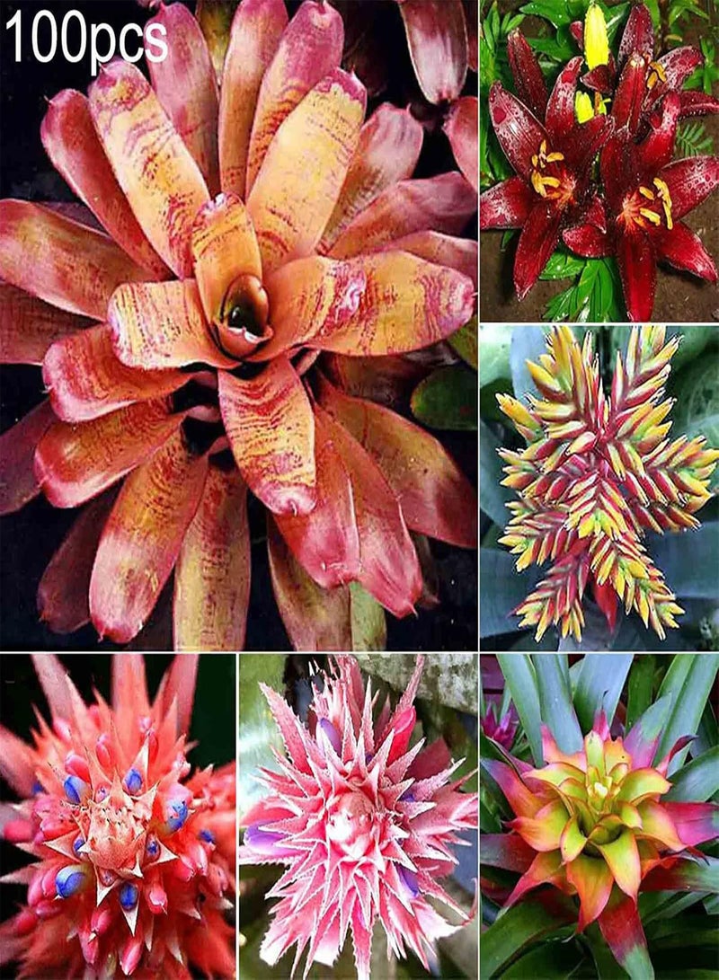 GGOOT 100Pcs Home Garden Planting Tillandsia Seeds Easy Growing Assorted Colors Peculiar Air Plant Seeds for Yard Yellow Green 1size - Image 2