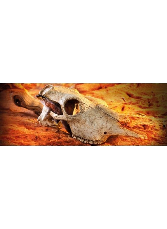 Exo Terra Exo Terra Buffalo Skull Terrarium D  - Image 3