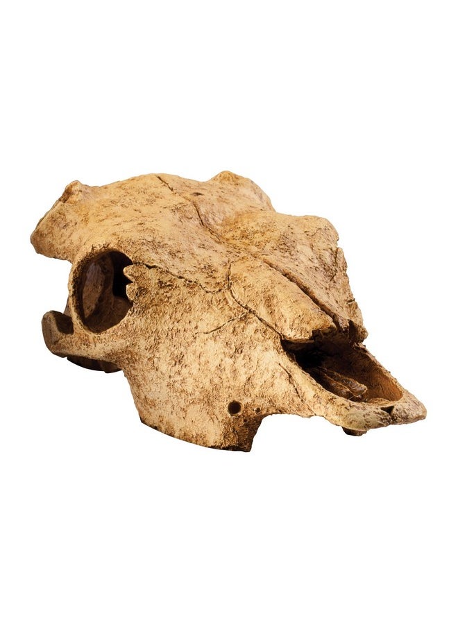 Exo Terra Exo Terra Buffalo Skull Terrarium D  - Image 1