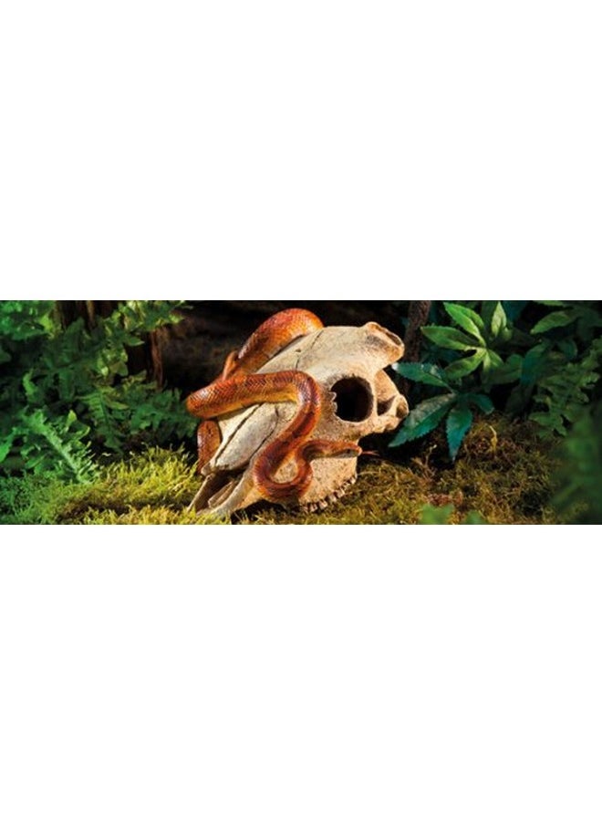 Exo Terra Exo Terra Buffalo Skull Terrarium D  - Image 2