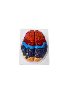 Life-Size Human Brain Anatomical Model, Color-Coded Partitioned Brain, 2 Parts, Anatomically Accurate Brain Model for Science Classroom Study Display Teaching Medical Model