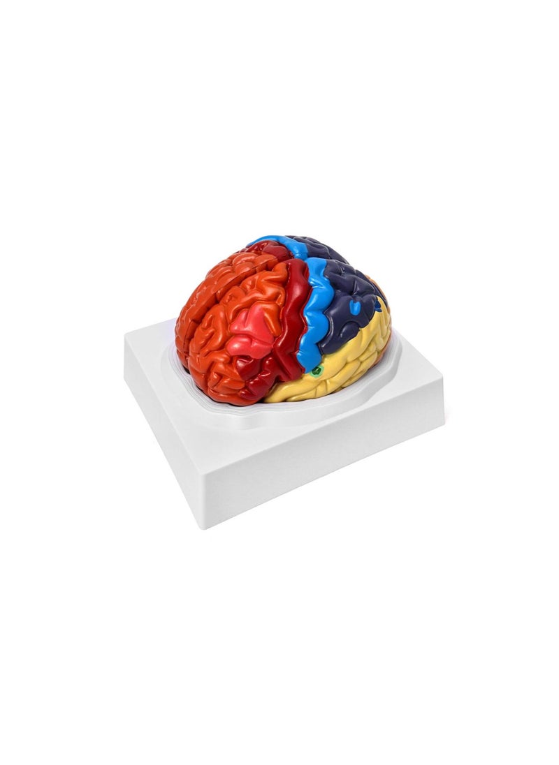 Generic - Life-Size Human Brain Anatomical Model, Color-Coded Partitioned Brain, 2 Parts, Anatomically Accurate Brain Model for Science Classroom Study Display Teaching Medical Model - Image 1