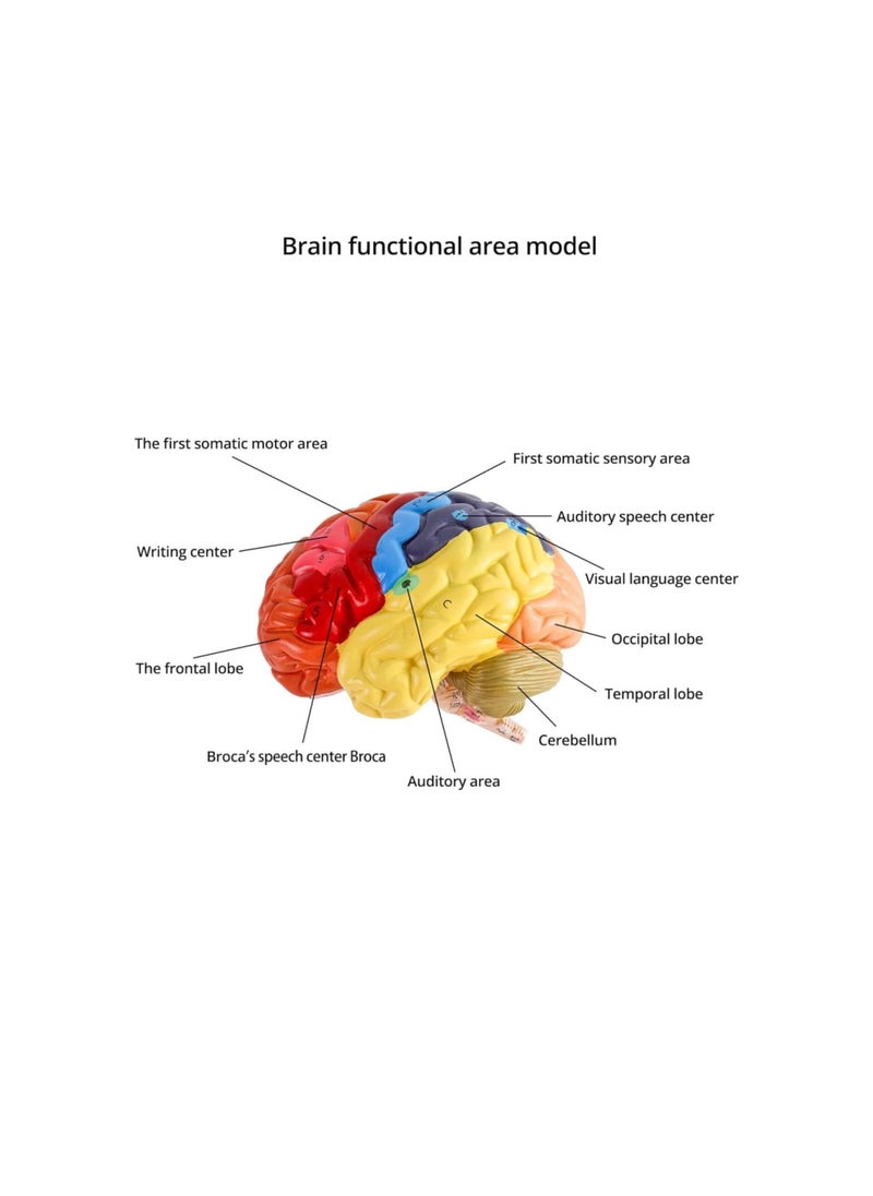 Generic - Life-Size Human Brain Anatomical Model, Color-Coded Partitioned Brain, 2 Parts, Anatomically Accurate Brain Model for Science Classroom Study Display Teaching Medical Model - Image 1