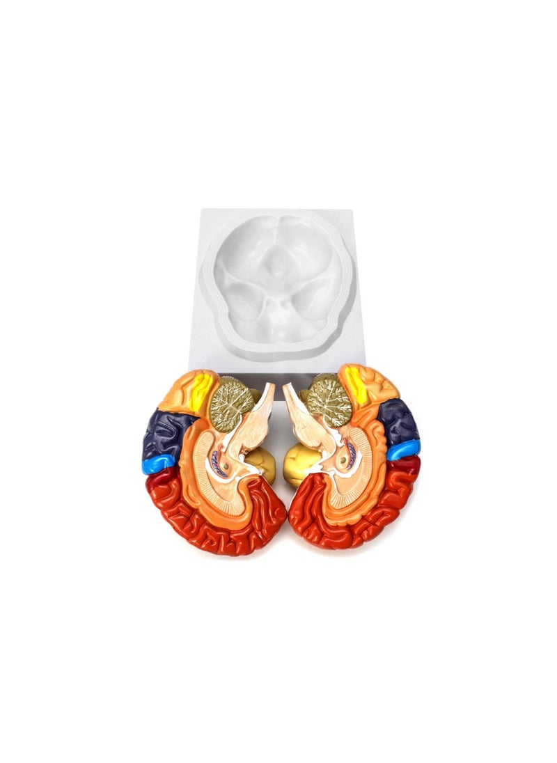 Generic - Life-Size Human Brain Anatomical Model, Color-Coded Partitioned Brain, 2 Parts, Anatomically Accurate Brain Model for Science Classroom Study Display Teaching Medical Model - Image 1
