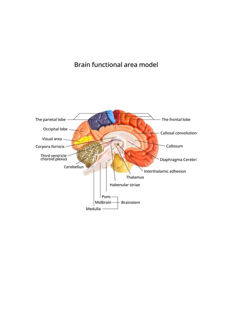 Generic - Life-Size Human Brain Anatomical Model, Color-Coded Partitioned Brain, 2 Parts, Anatomically Accurate Brain Model for Science Classroom Study Display Teaching Medical Model - Image 1