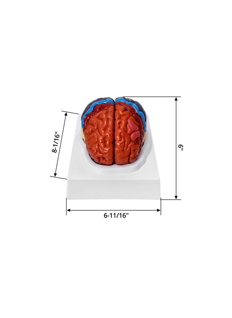 Generic - Life-Size Human Brain Anatomical Model, Color-Coded Partitioned Brain, 2 Parts, Anatomically Accurate Brain Model for Science Classroom Study Display Teaching Medical Model - Image 1