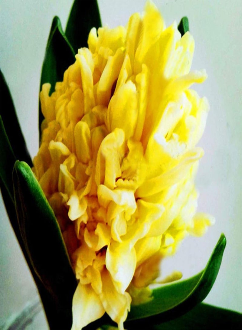 GGOOT 300Pcs/Bag Hyacinth Seed Eco-Friendly Easy to Plant Fresh Hyacinth Flower Seed for Home Plant Seed for Household - Image 1