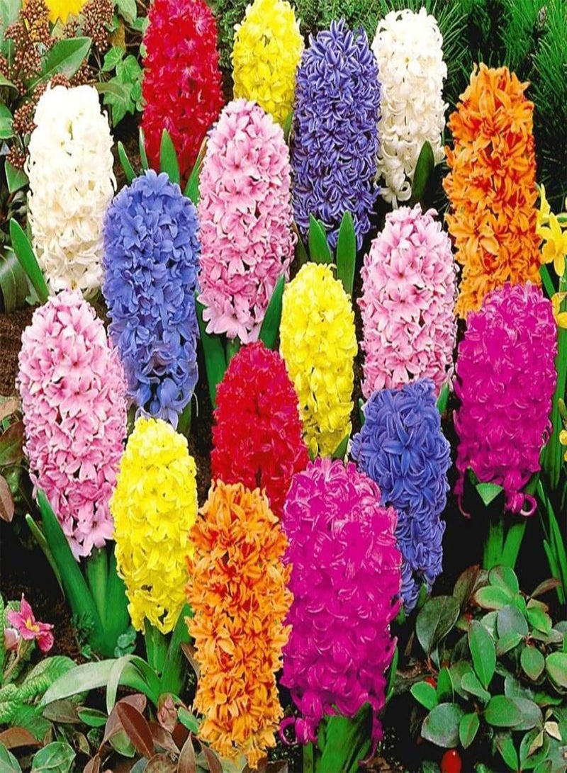 GGOOT 300Pcs/Bag Hyacinth Seed Eco-Friendly Easy to Plant Fresh Hyacinth Flower Seed for Home Plant Seed for Household - Image 3