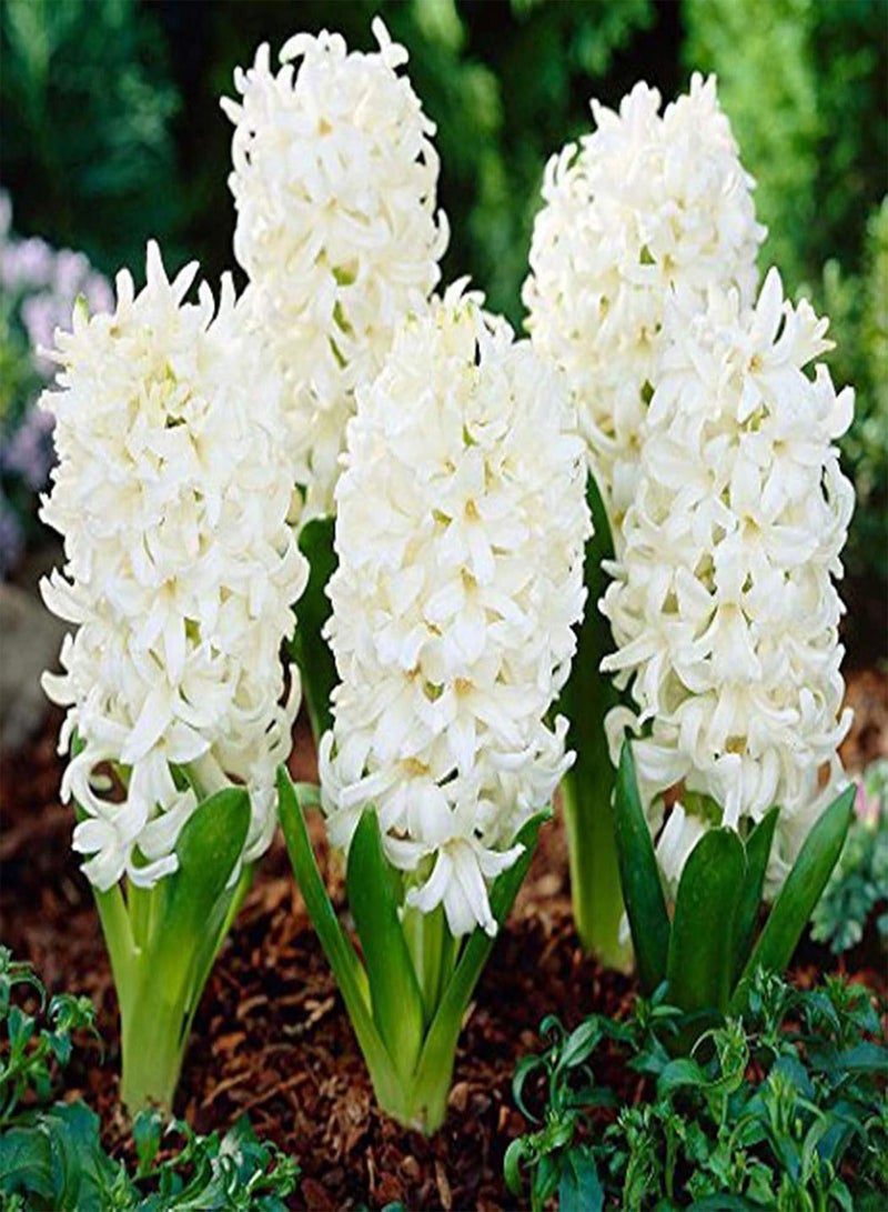 GGOOT 300Pcs/Bag Hyacinth Seed Eco-Friendly Easy to Plant Fresh Hyacinth Flower Seed for Home Plant Seed for Household - Image 5