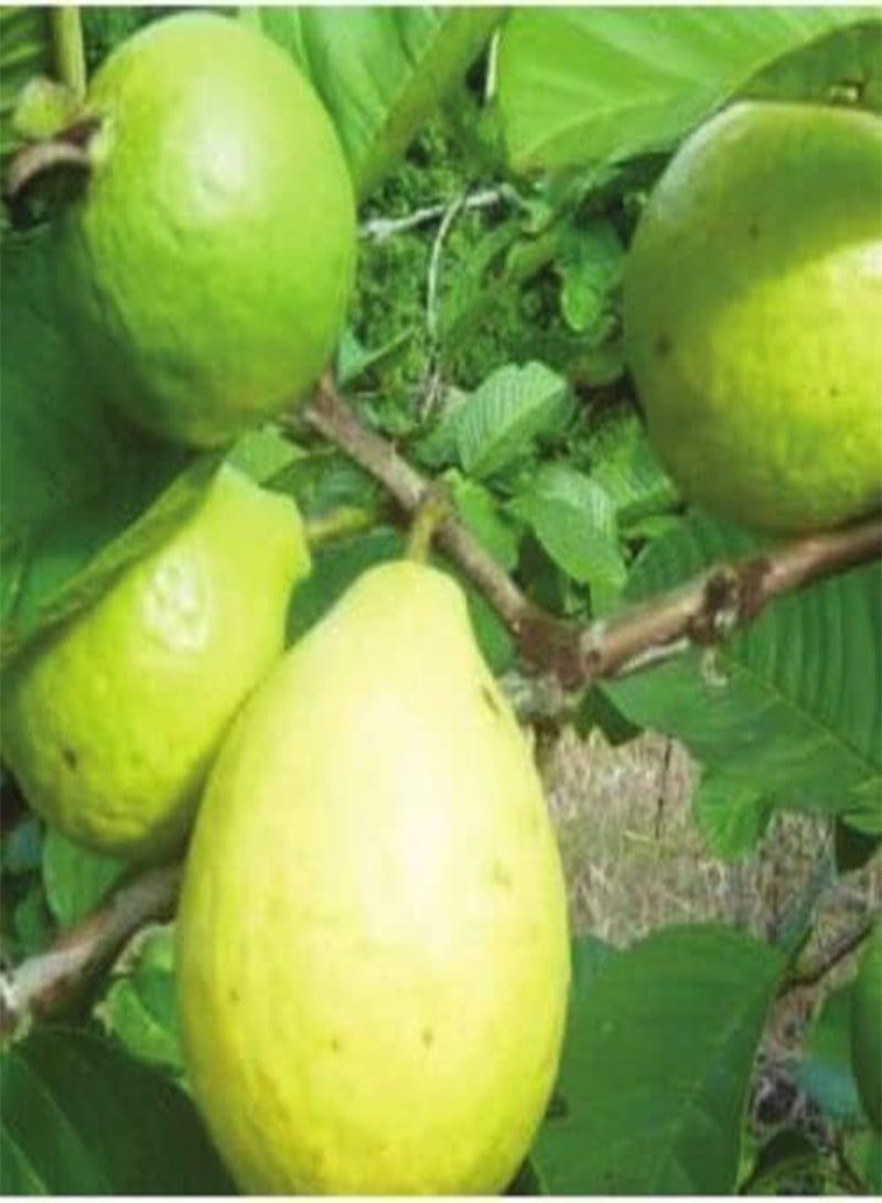 GGOOT Pink Guava Psidium Guajava 25+ Seeds - Image 2