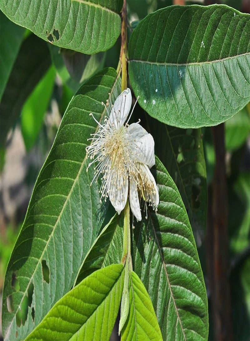 GGOOT Pink Guava Psidium Guajava 25+ Seeds - Image 3