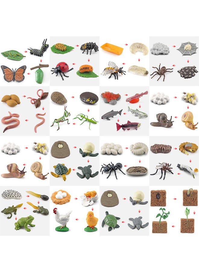 Realistic Small Animal Model Toys Growth Life Cycle Frogs Turtles Chicks Montessori Nursery Teaching Tools-Color:2497 Crocodile Growth Cycle 3 134g - Image 2