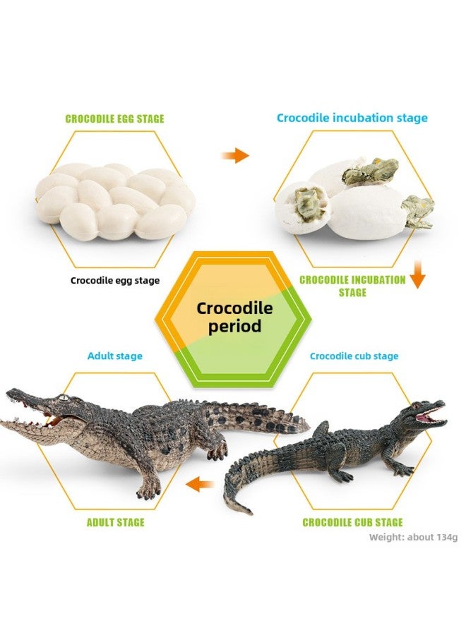 Realistic Small Animal Model Toys Growth Life Cycle Frogs Turtles Chicks Montessori Nursery Teaching Tools-Color:2497 Crocodile Growth Cycle 3 134g - Image 1