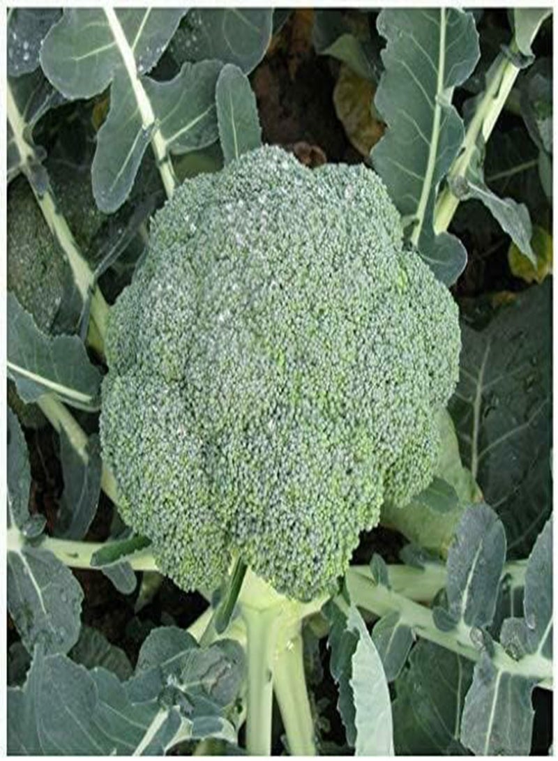 Vegetable - Broccoli / Calabrese - Stromboli F1 - 15 Premium Quality Seeds