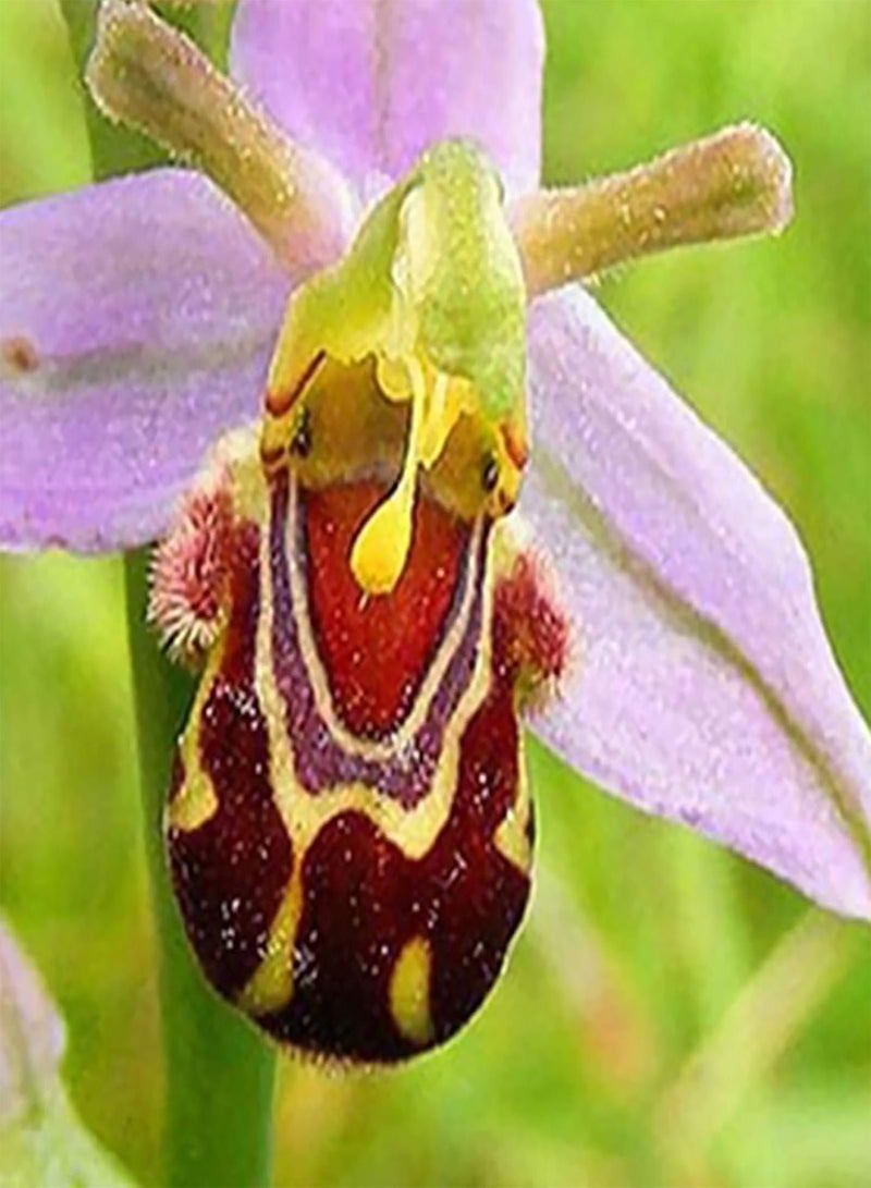 GGOOT Gardening Lawn Seeds, 100Pcs/Bag Bee Orchid Seeds Rare Vibrant Smile Face Fragrant Beautiful Flower Seeds for Home - Bee Orchid Flower Seeds - Image 4