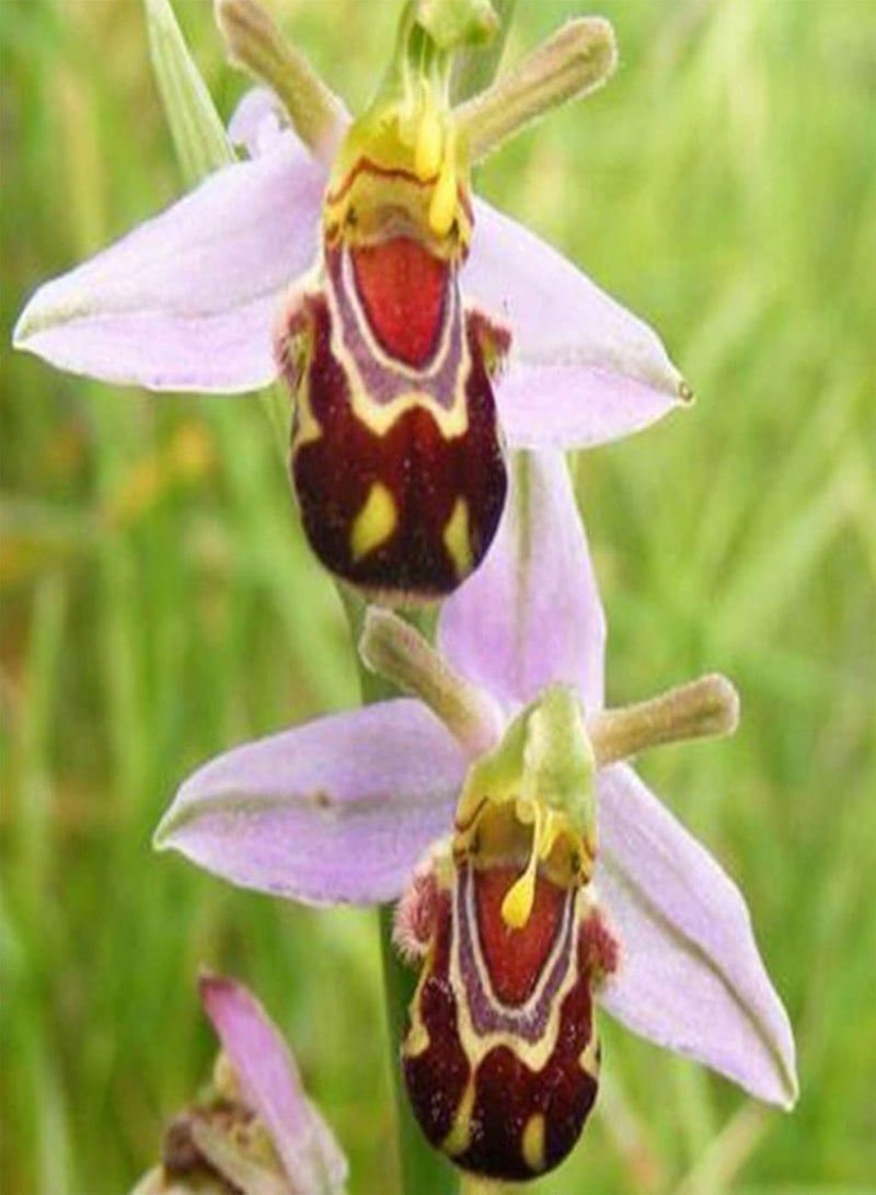 GGOOT Gardening Lawn Seeds, 100Pcs/Bag Bee Orchid Seeds Rare Vibrant Smile Face Fragrant Beautiful Flower Seeds for Home - Bee Orchid Flower Seeds - Image 1