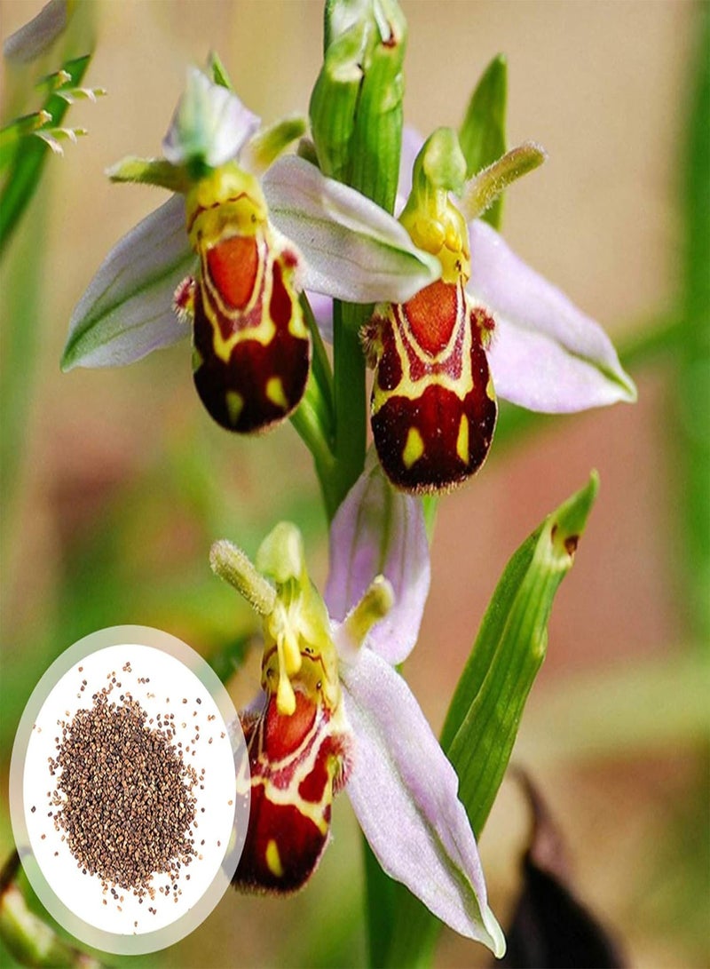GGOOT Gardening Lawn Seeds, 100Pcs/Bag Bee Orchid Seeds Rare Vibrant Smile Face Fragrant Beautiful Flower Seeds for Home - Bee Orchid Flower Seeds - Image 2