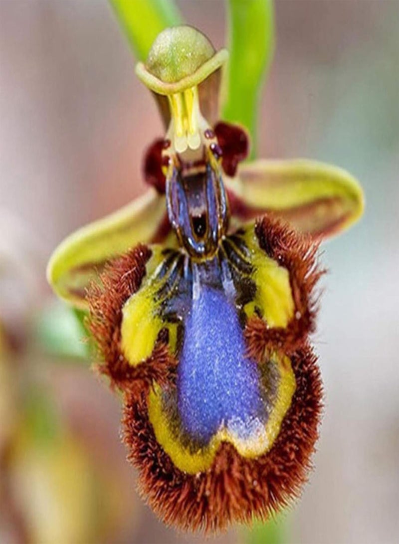 GGOOT Gardening Lawn Seeds, 100Pcs/Bag Bee Orchid Seeds Rare Vibrant Smile Face Fragrant Beautiful Flower Seeds for Home - Bee Orchid Flower Seeds - Image 5