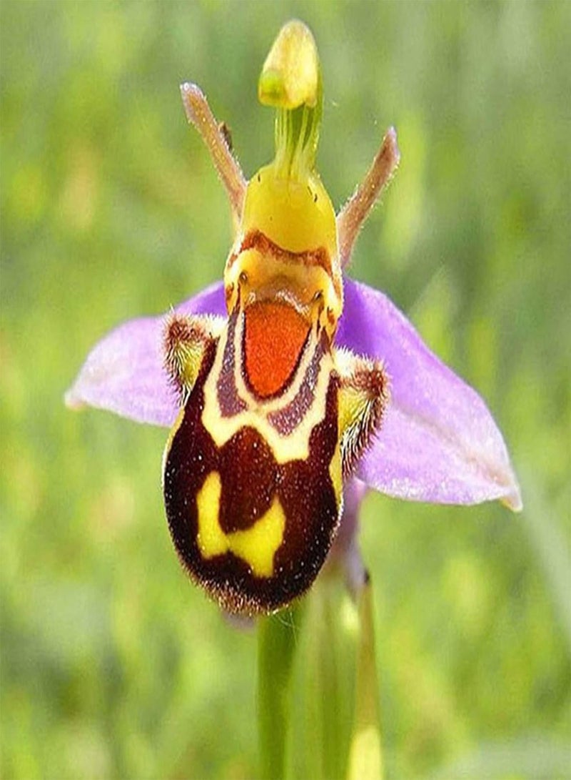 GGOOT Gardening Lawn Seeds, 100Pcs/Bag Bee Orchid Seeds Rare Vibrant Smile Face Fragrant Beautiful Flower Seeds for Home - Bee Orchid Flower Seeds - Image 3
