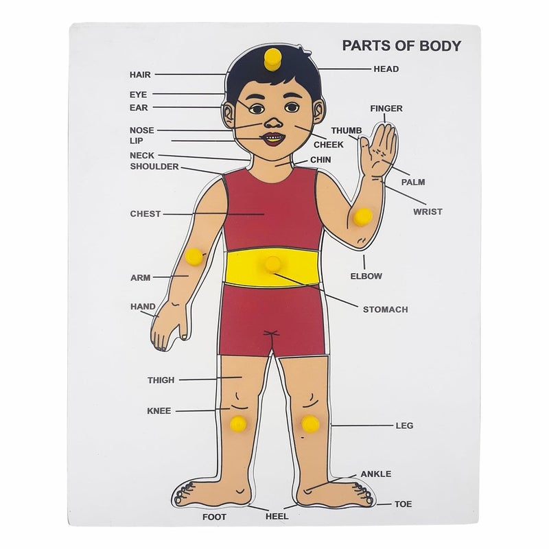 Tantrums Preschool Wooden Educational Parts of Body Puzzle for Kids - Develops Hand-Eye Coordination and Motor Skills - Image 1