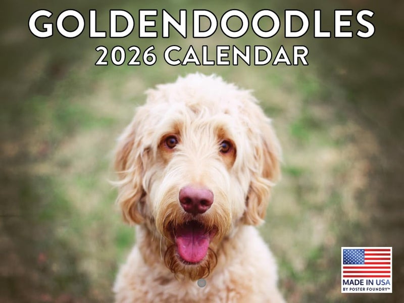Poster Foundry Goldendoodle Calendar 2026 Wall 12 Month Golden Doodle Gifts For Goldendoodle Lovers Monthly Wall Calender | American Made In The USA - Image 1