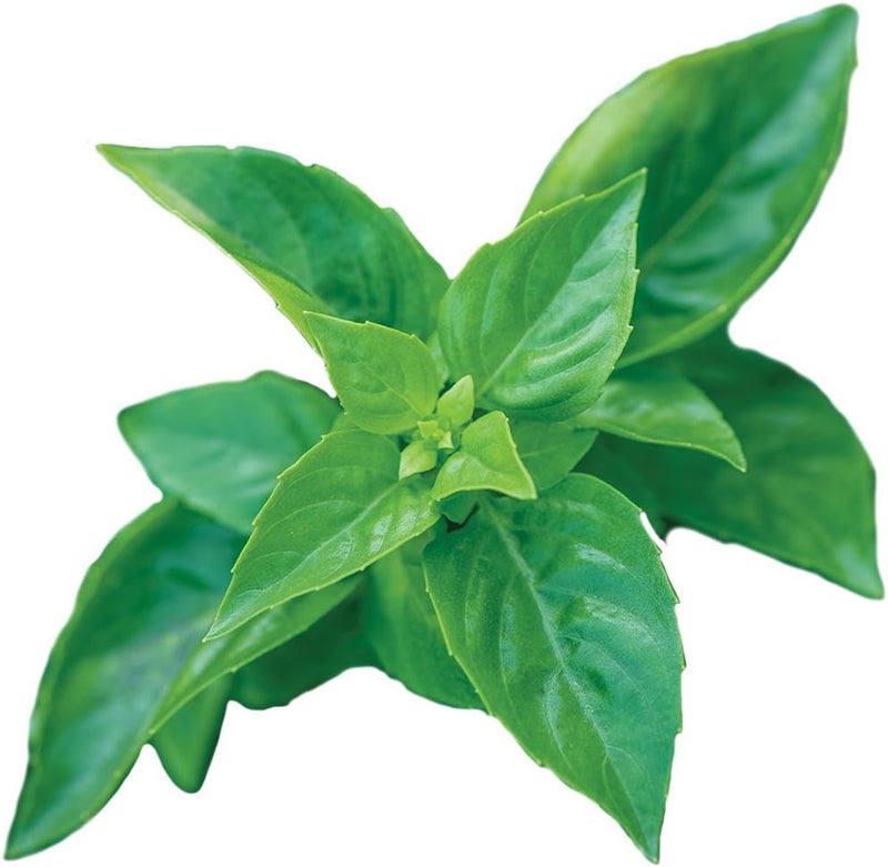 Burpee 55370A Pesto Party Basil Seeds - Image 1