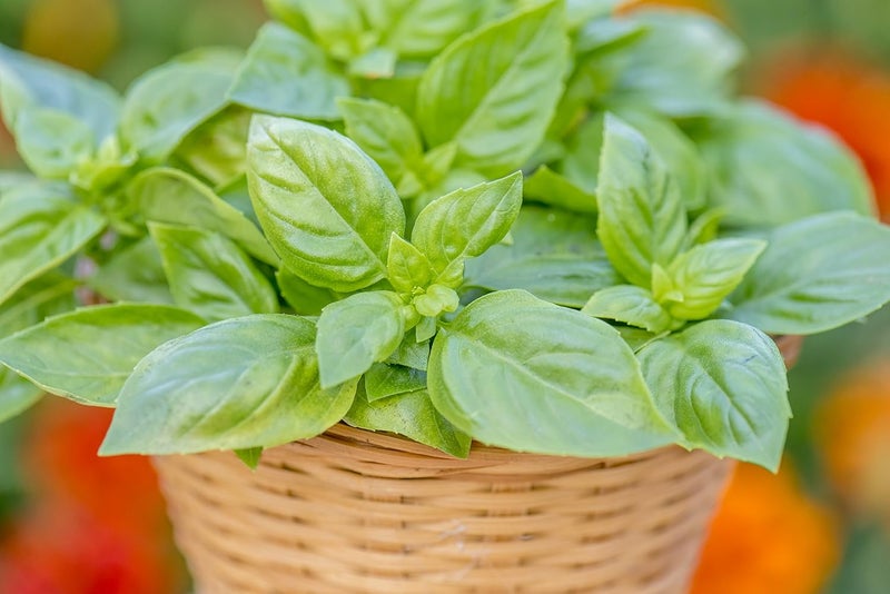 Burpee 55370A Pesto Party Basil Seeds - Image 3