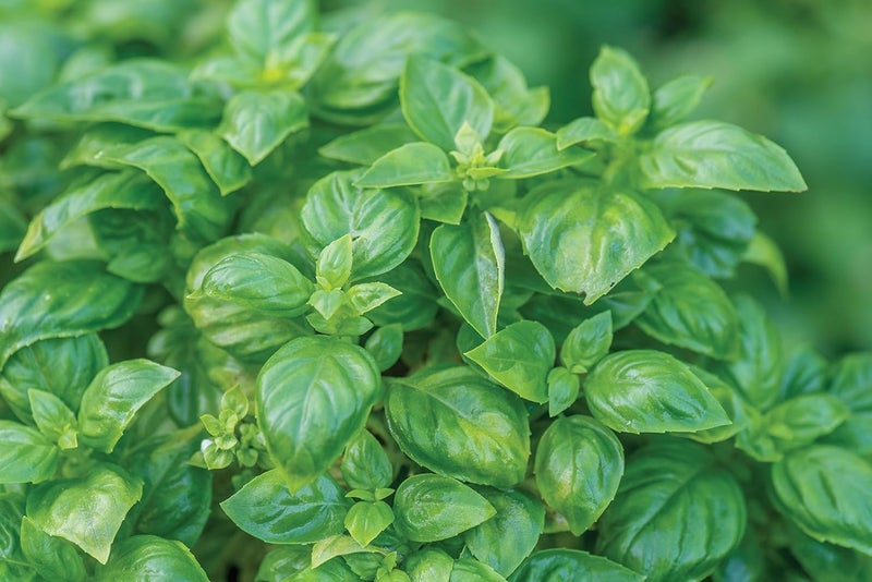 Burpee 55370A Pesto Party Basil Seeds - Image 4
