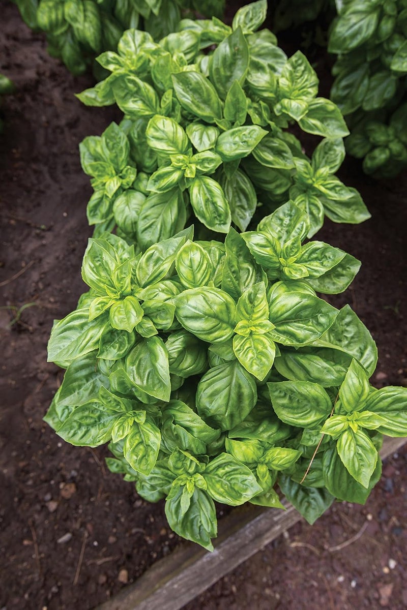 Burpee 55370A Pesto Party Basil Seeds - Image 5