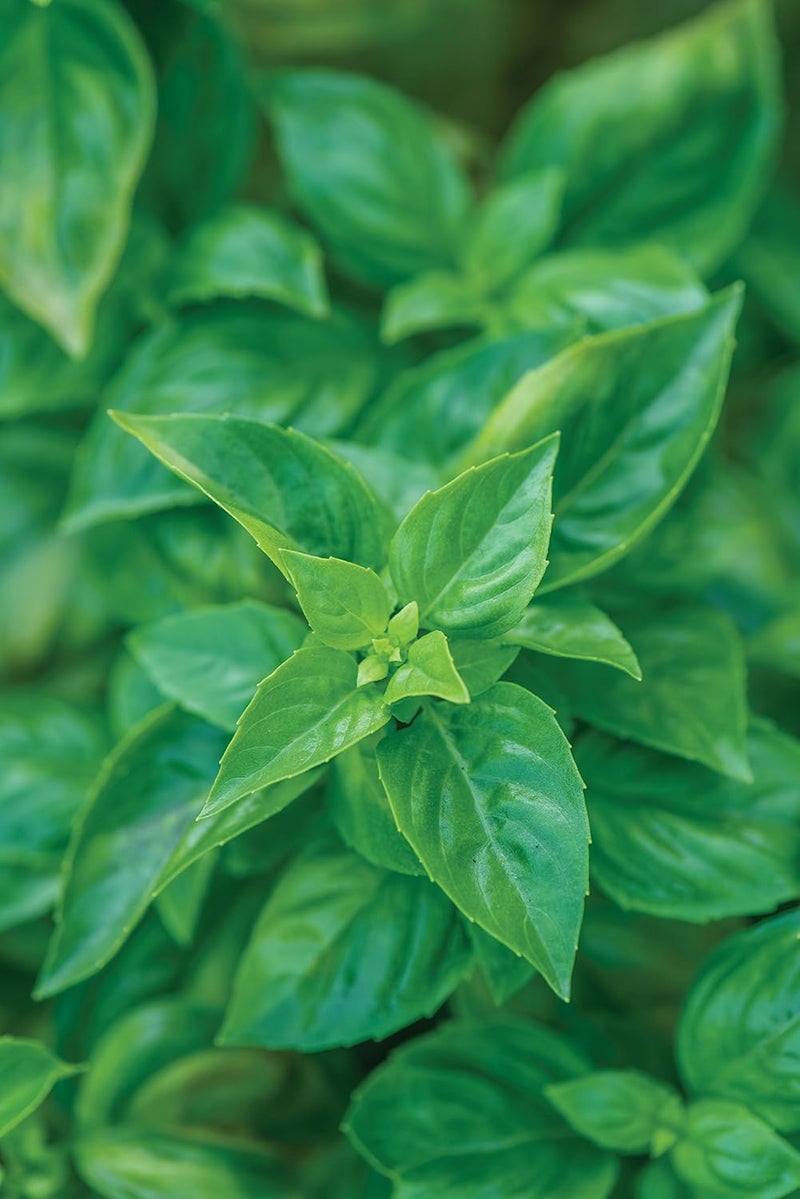 Burpee 55370A Pesto Party Basil Seeds - Image 2