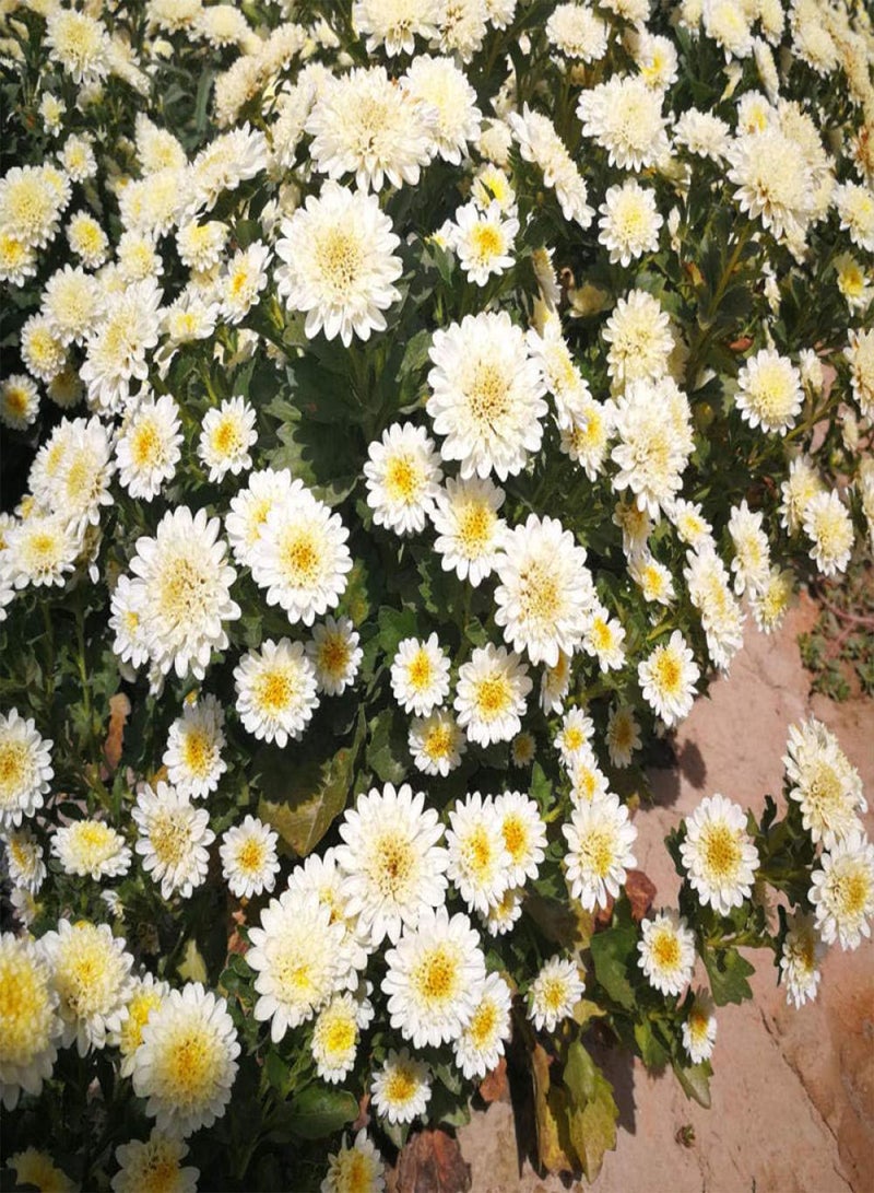 جي جوت بذور زهور معمرة غريبة قوية، بذور ديزي - ممتازة، 5 ألوان أرجوانية، مزيج من الزهور الملونة للحديقة المعمرة - Image 3