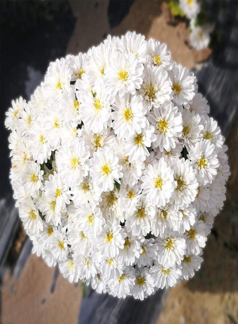 جي جوت بذور زهور معمرة غريبة قوية، بذور ديزي - ممتازة، 5 ألوان أرجوانية، مزيج من الزهور الملونة للحديقة المعمرة - Image 2